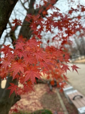 早乙女りえの写メ日記｜ローテンブルク 吉原高級店ソープ