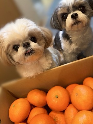 早乙女りえの写メ日記｜ローテンブルク 吉原高級店ソープ