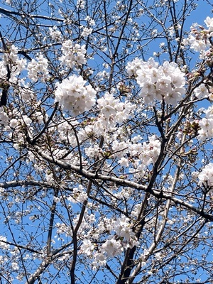 吉沢はるかの写メ日記｜ローテンブルク 吉原高級店ソープ
