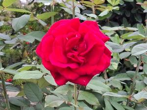 胡蝶 蘭の写メ日記|ローテンブルク 吉原高級店ソープ