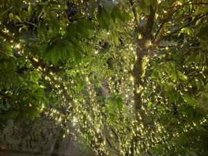 胡蝶 蘭の写メ日記|ローテンブルク 吉原高級店ソープ