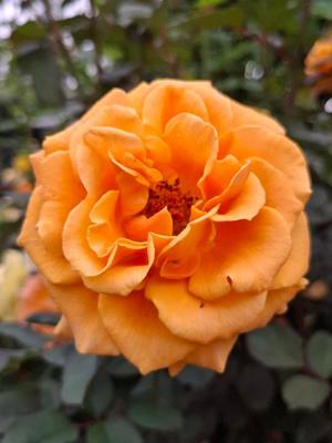 胡蝶 蘭の写メ日記｜ローテンブルク 吉原高級店ソープ