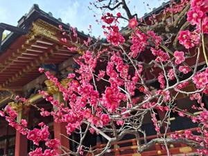 胡蝶 蘭の写メ日記｜ローテンブルク 吉原高級店ソープ