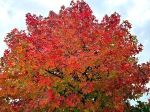 森川すみれの写メ日記｜ローテンブルク 吉原高級店ソープ