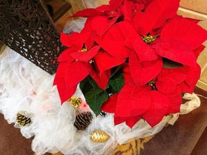 森川すみれの写メ日記｜ローテンブルク 吉原高級店ソープ