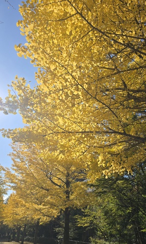 相楽ひとみの写メ日記｜ローテンブルク 吉原高級店ソープ