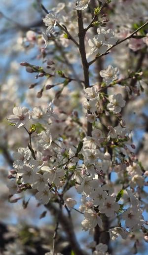 相楽ひとみの写メ日記｜ローテンブルク 吉原高級店ソープ
