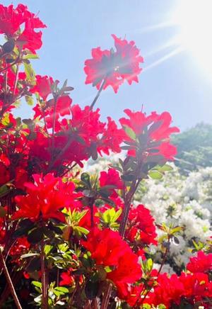 一之瀬 茜の写メ日記｜ローテンブルク 吉原高級店ソープ