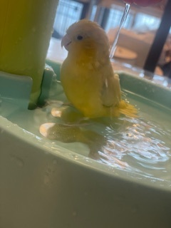 さゆりの写メ日記｜ローテンブルク 吉原高級店ソープ