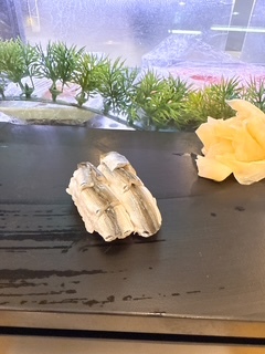 さゆりの写メ日記｜ローテンブルク 吉原高級店ソープ