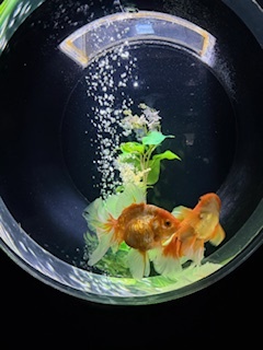 さゆりの写メ日記｜ローテンブルク 吉原高級店ソープ