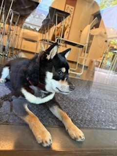 さゆりの写メ日記｜ローテンブルク 吉原高級店ソープ