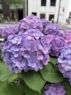 さゆりの写メ日記｜ローテンブルク 吉原高級店ソープ