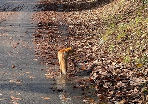 紀香の写メ日記｜ローテンブルク 吉原高級店ソープ
