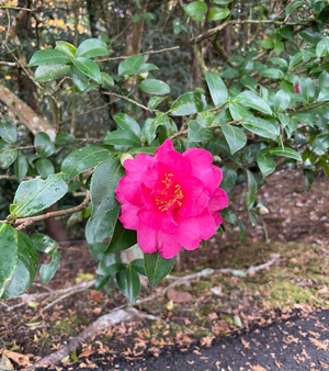 紀香の写メ日記｜ローテンブルク 吉原高級店ソープ