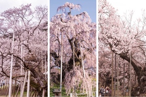 紀香の写メ日記｜ローテンブルク 吉原高級店ソープ