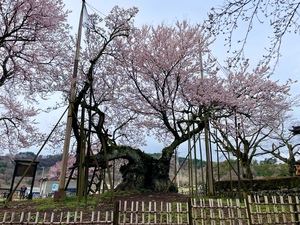 紀香の写メ日記｜ローテンブルク 吉原高級店ソープ