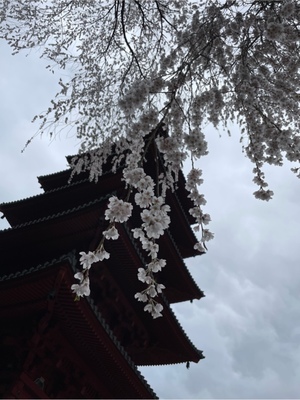 紀香の写メ日記｜ローテンブルク 吉原高級店ソープ