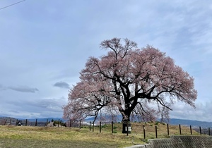 紀香の写メ日記｜ローテンブルク 吉原高級店ソープ
