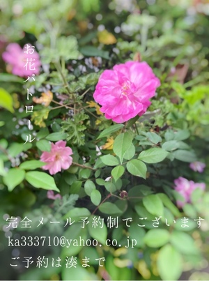 湊 かすみの写メ日記｜ローテンブルク 吉原高級店ソープ