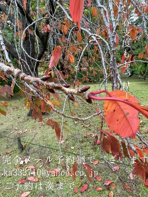 湊 かすみの写メ日記｜ローテンブルク 吉原高級店ソープ