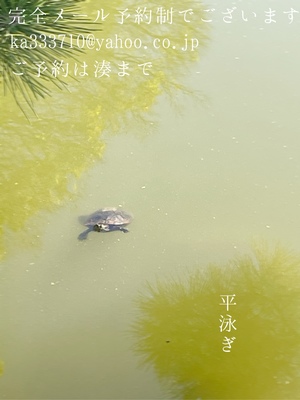 湊 かすみの写メ日記｜ローテンブルク 吉原高級店ソープ