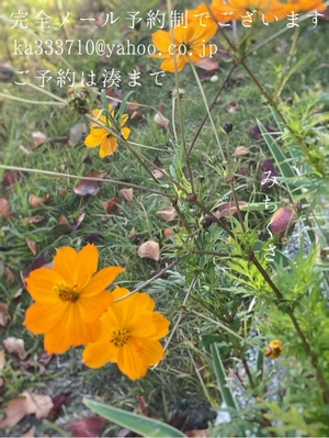 湊 かすみの写メ日記｜ローテンブルク 吉原高級店ソープ