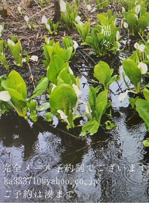 湊 かすみの写メ日記｜ローテンブルク 吉原高級店ソープ