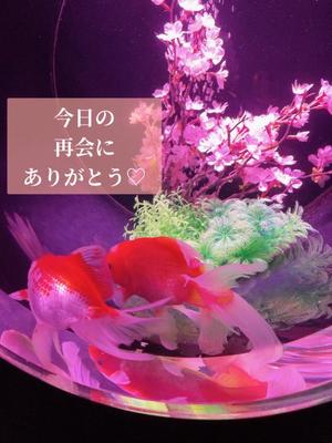 椎名由貴の写メ日記｜ローテンブルク 吉原高級店ソープ