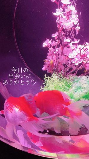 椎名由貴の写メ日記｜ローテンブルク 吉原高級店ソープ