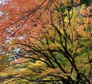 里中あいりの写メ日記｜ローテンブルク 吉原高級店ソープ