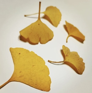 里中あいりの写メ日記｜ローテンブルク 吉原高級店ソープ