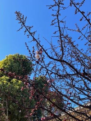 里中あいりの写メ日記｜ローテンブルク 吉原高級店ソープ