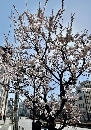 里中あいりの写メ日記｜ローテンブルク 吉原高級店ソープ