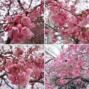 里中あいりの写メ日記｜ローテンブルク 吉原高級店ソープ