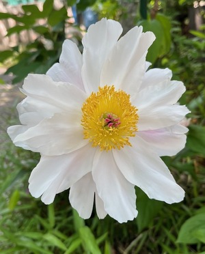 里中あいりの写メ日記｜ローテンブルク 吉原高級店ソープ