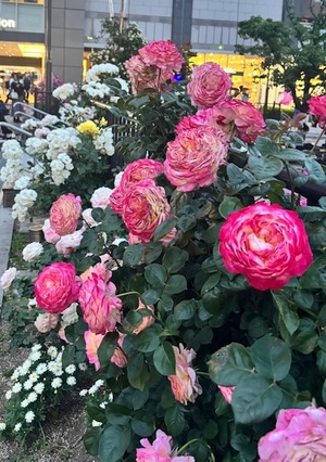 里中あいりの写メ日記｜ローテンブルク 吉原高級店ソープ
