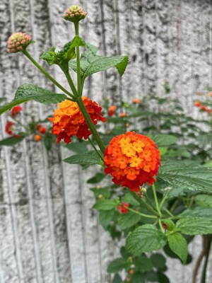 里中あいりの写メ日記｜ローテンブルク 吉原高級店ソープ
