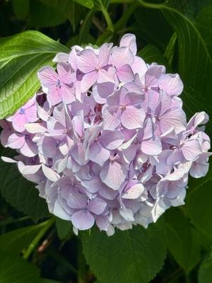 椿 こずえの写メ日記｜ローテンブルク 吉原高級店ソープ