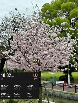 椿 こずえの写メ日記｜ローテンブルク 吉原高級店ソープ