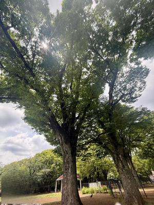 椿 こずえの写メ日記｜ローテンブルク 吉原高級店ソープ