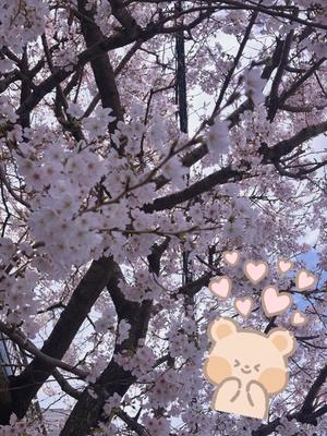 藤崎美奈の写メ日記｜ローテンブルク 吉原高級店ソープ