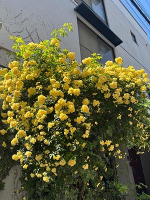 藤崎美奈の写メ日記｜ローテンブルク 吉原高級店ソープ