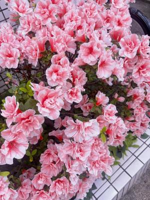 藤崎美奈の写メ日記｜ローテンブルク 吉原高級店ソープ