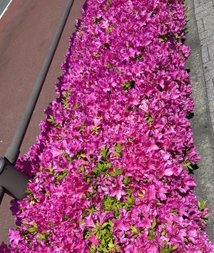 白瀬奈美の写メ日記｜ローテンブルク 吉原高級店ソープ