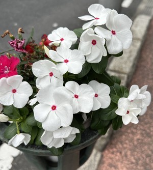 白瀬奈美の写メ日記｜ローテンブルク 吉原高級店ソープ