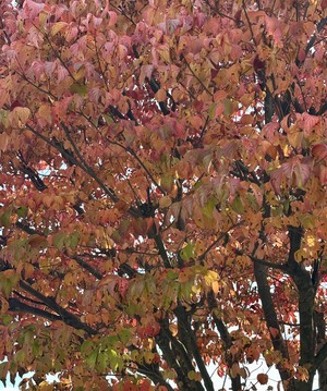 白瀬奈美の写メ日記｜ローテンブルク 吉原高級店ソープ