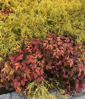 白瀬奈美の写メ日記｜ローテンブルク 吉原高級店ソープ