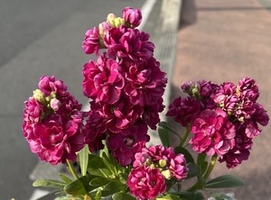 白瀬奈美の写メ日記｜ローテンブルク 吉原高級店ソープ