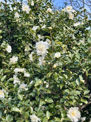 白瀬奈美の写メ日記｜ローテンブルク 吉原高級店ソープ